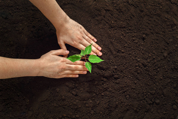 earth day background, gardener or farmer planting a young green seedling in the soil, top view  - Foto, afbeelding
