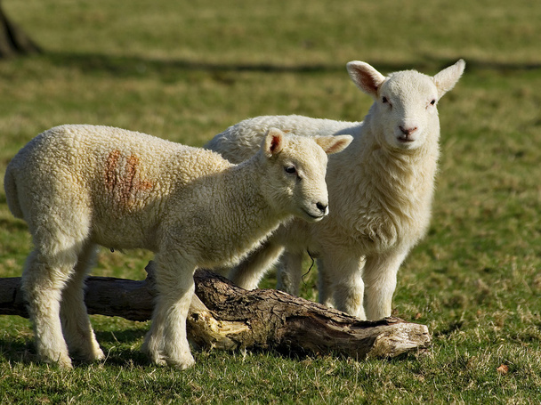 tavaszi bárányok - Fotó, kép