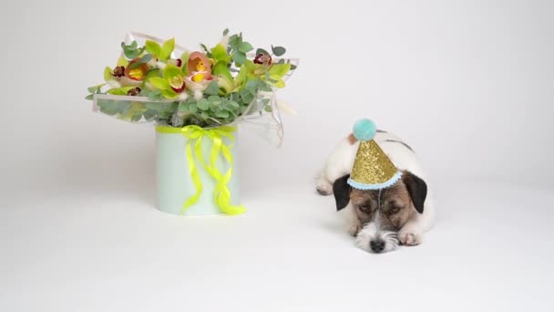Un perro muy triste con gorra de carnaval se encuentra junto a un elegante ramo de flores sobre un fondo blanco. Feliz cumpleaños concepto - Imágenes, Vídeo