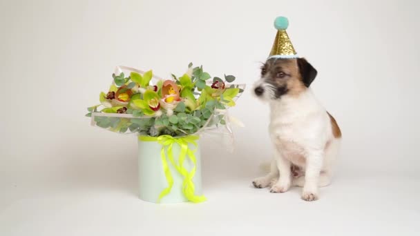 Γοητευτικό σκυλί σε ένα καπέλο καρναβαλιού θέτει δίπλα σε ένα κομψό μπουκέτο λουλούδια σε λευκό φόντο. Χαρούμενα γενέθλια.. - Πλάνα, βίντεο