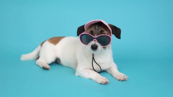 Stylish and business dog in a pink cap and sunglasses on a blue background. The concept of summer holidays at sea.  - Footage, Video
