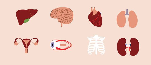 Conjunto de órganos humanos aislados. Ilustración de vector plano. Hígado, cerebro, corazón, pulmones, esqueleto, útero, riñones como órganos internos. Colección con partes del cuerpo - Vector, Imagen