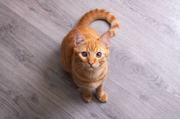 Gato vermelho close up retrato no chão de madeira, vista superior - Foto, Imagem
