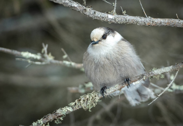 Canadian gray jay sitting on a branch in winter - Foto, Imagem