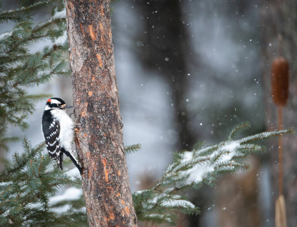 Karda gezen ağaçkakan böcekleri arıyor. - Fotoğraf, Görsel