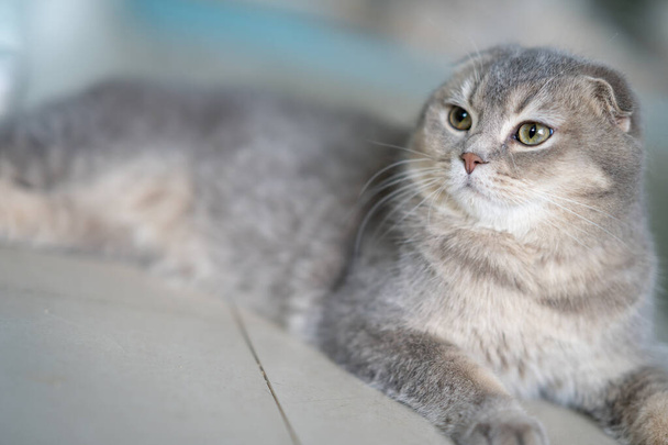A grey Scottish Fold cat was resting - Photo, Image
