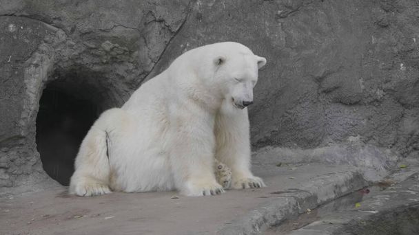 Белый медведь Урсус Маритимус в солнечный день
. - Фото, изображение