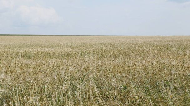 Fields of wheat at the end of summer fully ripe. - Fotó, kép