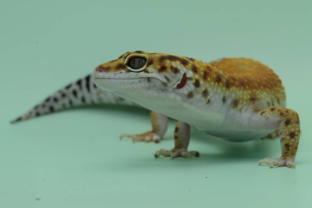 Leopard gecko (Eublepharis macularius) pózuje v osobitém stylu. - Fotografie, Obrázek