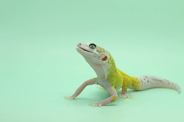 A leopard gecko (Eublepharis macularius) is posing in a distinctive style. - Photo, Image