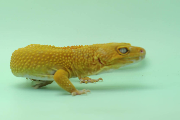 Um leopardo gecko (Eublepharis macularius) está posando em um estilo distinto. - Foto, Imagem