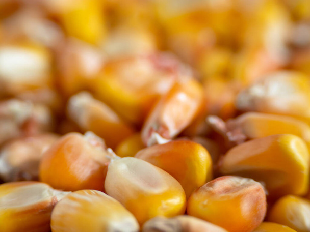 Maissinsiementen (maissin), joiden pelto on matala, makrovalokuvaus. Luonnollinen ruokatausta. Lähikuva Golden Corn ytimistä. Terveellinen syöminen - Valokuva, kuva
