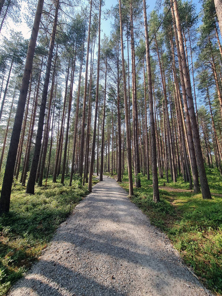 pine forest and shadows from trees on a summer sunny day - Фото, зображення