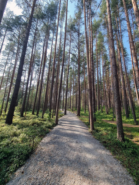pine forest and shadows from trees on a summer sunny day - Фото, зображення