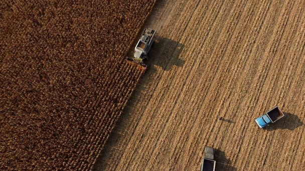 Полет беспилотника над харвестером, сбор сухой кукурузы. Пустые грузовики - Фото, изображение