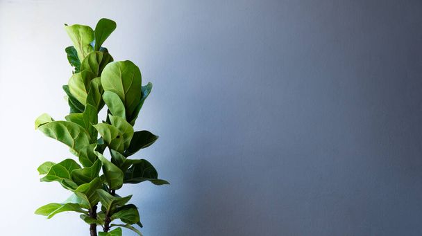 Υπόβαθρο τοίχο με μεγάλο φυτό φύλλων. Έννοια για τη φύση στο σπίτι. - Φωτογραφία, εικόνα