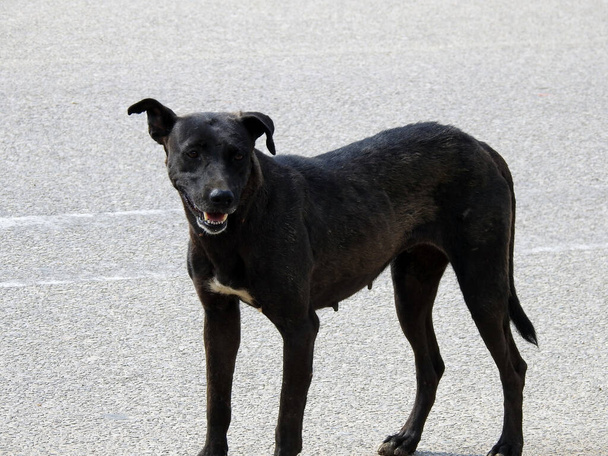 ένα θηλυκό μαύρο σκυλί του δρόμου με ψύλλους σκύλου και τσιμπούρια στο σώμα του - Φωτογραφία, εικόνα