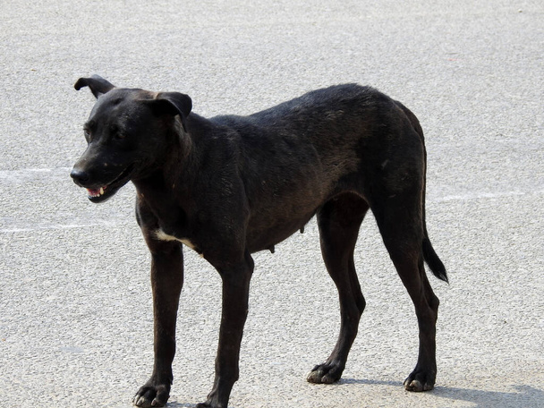 Köpek pireleri ve keneleri olan dişi bir siyah sokak köpeği. - Fotoğraf, Görsel