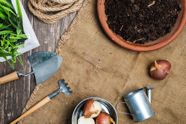 garden tools, soil pots and bulbs-ready to plant. copy space. - Zdjęcie, obraz