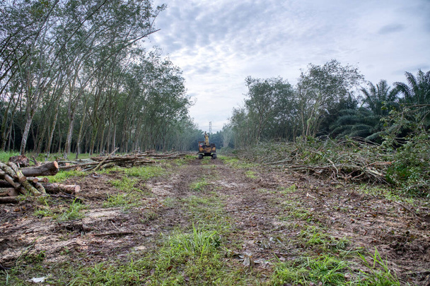 新しい作物のための土地を準備するためにパラゴムの木を取り除くか押し下げるゴム掘削機油圧機械 - 写真・画像