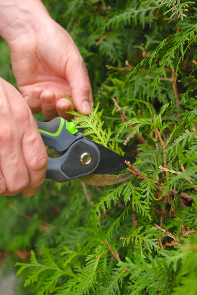 Pruning thuja.Garden Plants Pruning Tool. Garden shears in hands close-up cutting a hedge.Gardening and plant formation.Gardening and farming tools - Foto, afbeelding