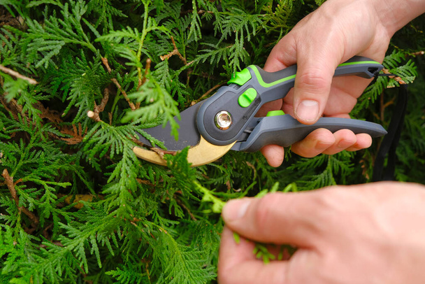 Pruning thuja.Garden Plants Pruning Tool. Garden shears in hands close-up cutting a hedge.Plant pruning..Gardening and farming tools - 写真・画像