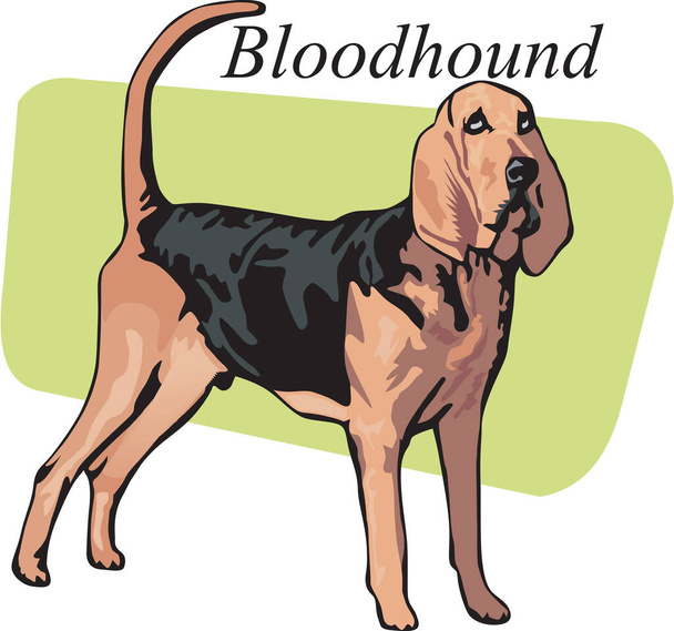 Bloodhound μόνιμη διανυσματική απεικόνιση - Διάνυσμα, εικόνα