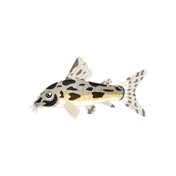 Aquarium catfish,single illustration of freshwater fish in realistic cartoon. - Vector, Image
