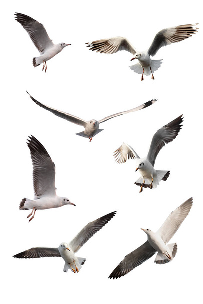set of seagulls isolated on white background. - Photo, Image
