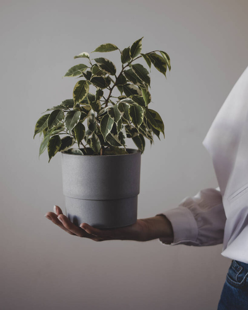Cropped photo of a young woman is holding a ficus pot.  - Fotó, kép
