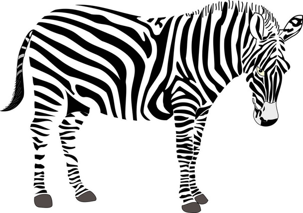 Afrikai zebra vektor illusztráció - Vektor, kép