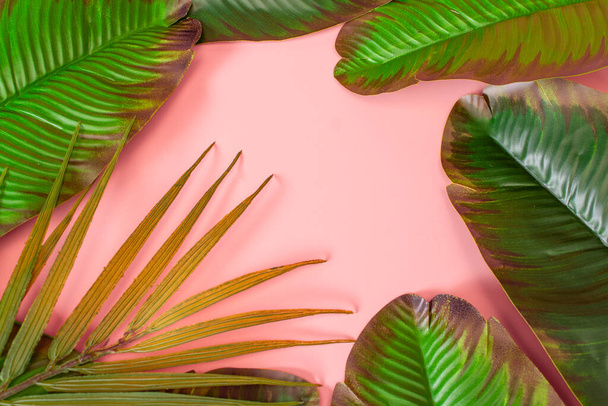 зеленые пальмовые листья Monstera на розовом фоне. Плоский, вид сверху - Фото, изображение