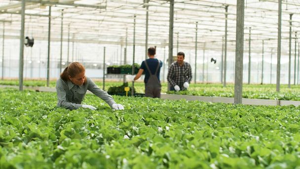 Empresária agrônomo que trabalha na produção de hortaliças cultivadas - Foto, Imagem
