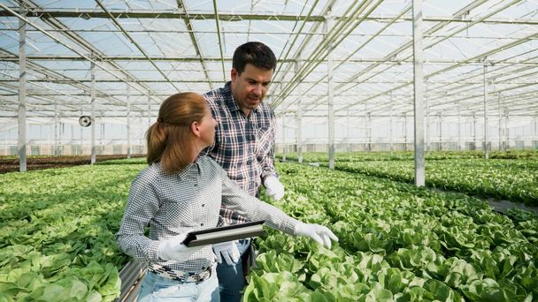 Kertész farmer ember keres friss ökológiai termesztett saláták - Fotó, kép