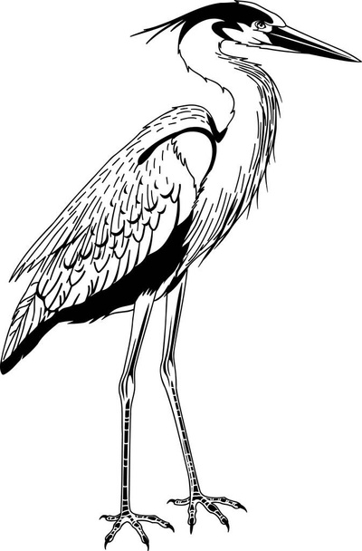 Great Blue Heron Vector Illustration - Vektör, Görsel