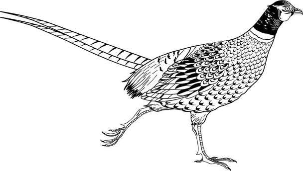 Ring Necked Pheasant Vector Illustration - Vektör, Görsel