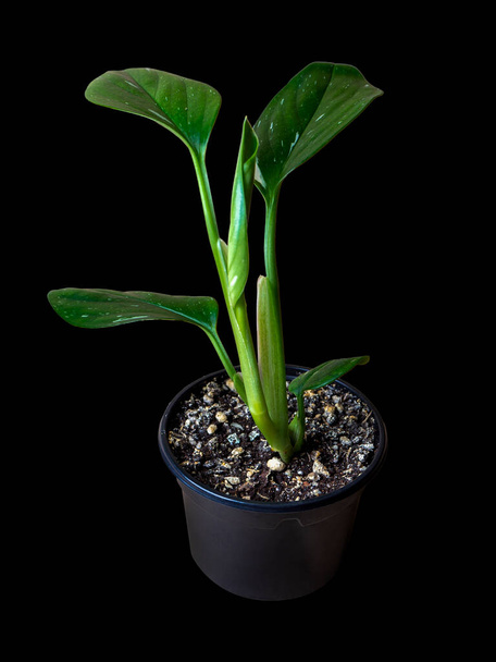 Monstera Standleyana lub Philodendron guttiferum Cobra - rodzaj roślin z rodziny Araceae - Zdjęcie, obraz