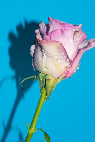 primer plano de hermosa rosa blanca y violeta sobre fondo azul - Foto, Imagen