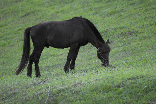 草原に黒い馬が立っています - 写真・画像