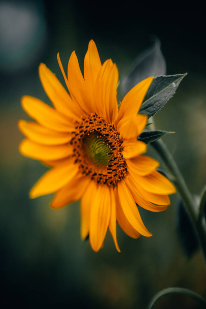 beautiful yellow flower in the garden - Valokuva, kuva