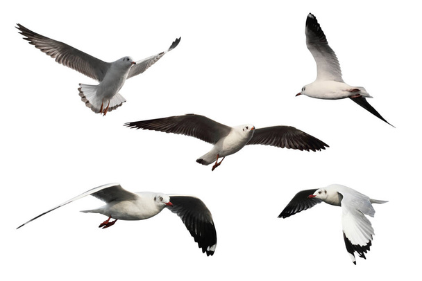 conjunto de gaivotas isoladas no fundo branco - caminhos de recorte - Foto, Imagem