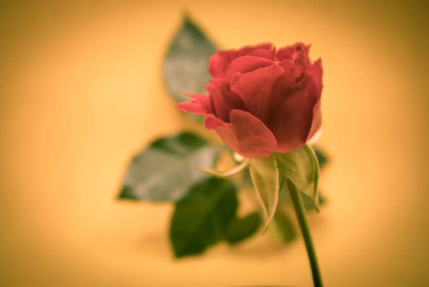 beautiful roses in the garden - Valokuva, kuva