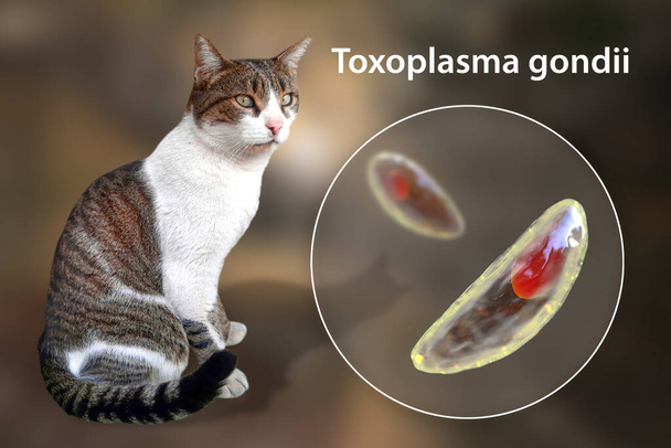 Protozoi parassitari Toxoplasma gondii, l'agente causale della tossoplasmosi nella fase tachicozoitica, illustrazione 3D e foto di un gatto, parassita Toxoplasma ospite definitivo - Foto, immagini