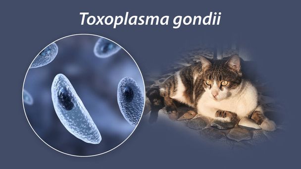 Protozoi parassitari Toxoplasma gondii, l'agente causale della tossoplasmosi nella fase tachicozoitica, illustrazione 3D e foto di un gatto, parassita Toxoplasma ospite definitivo - Foto, immagini