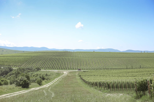 Beautiful green summer vineyard beautiful landscape with copy space. Agriculture - Photo, Image