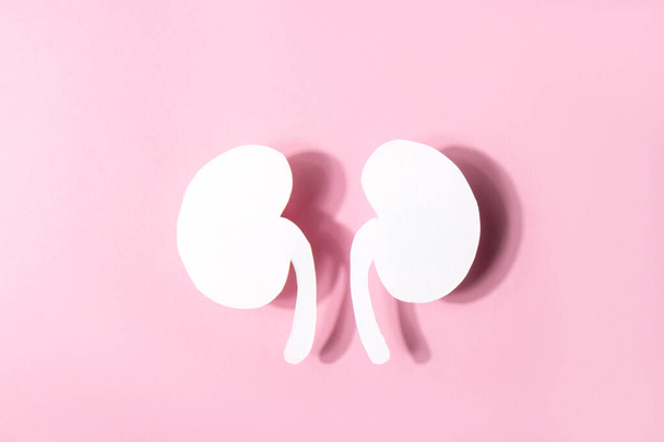 Model of a human kidney shaped white paper on a pink background. World kidney day - Фото, изображение