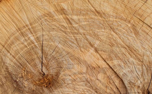 Wood texture of cut tree trunk - Foto, Bild
