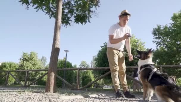 Hondentraining in het hondenpark. Een boom beklimmen en een bal vangen - Video