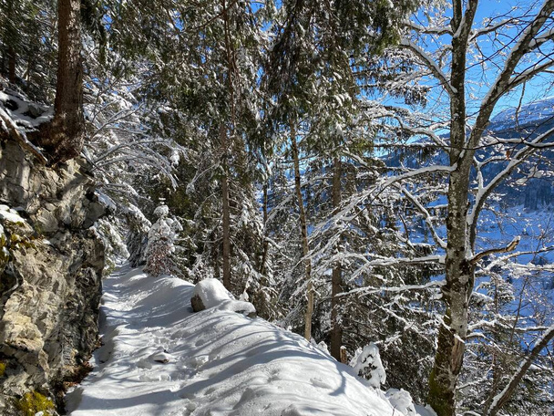 Alpine forest trails in a typical winter environment and under deep fresh snow cover on the Alpstein mountain massif and in the Swiss Alps - Alt St. Johann, Switzerland (Schweiz) - Фото, изображение