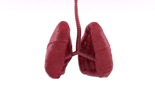 Anatomické lidské plíce - Fotografie, Obrázek